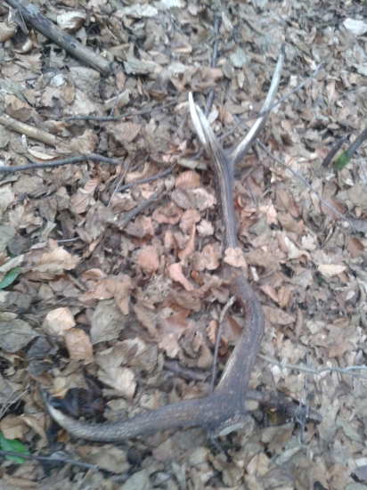 Na spoločnej poľovačke...