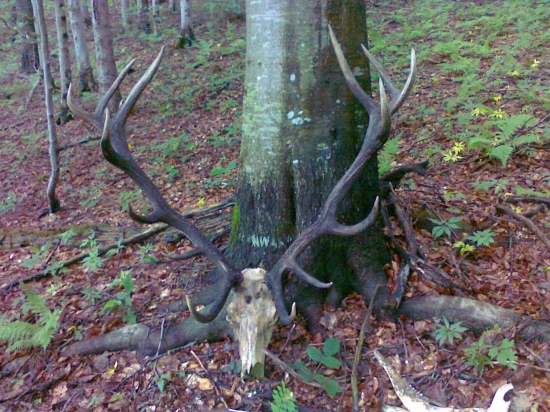 uhyn pred kulminaciou