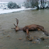 uštvany od vlkov