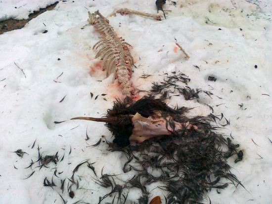 strhnuty ihličiak vlkmi