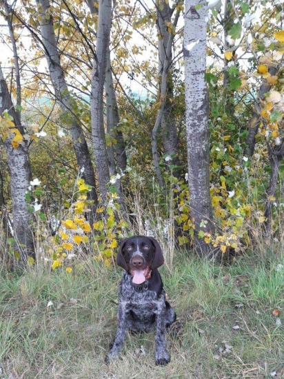 Gira z Koldínského lesa