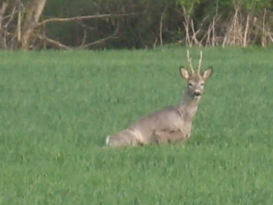 akurat sa isiel postavit