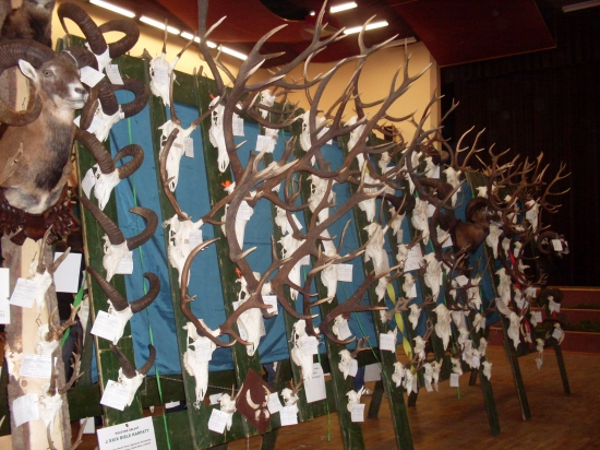 Polovnicka Vystava 2011