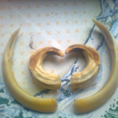 zlate kly (22,5cm a 23 cm)