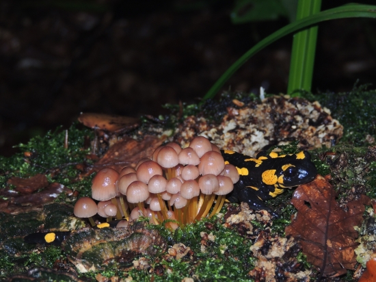 salamandra škvrnitá medzi hribami