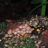 salamandra škvrnitá medzi hribami