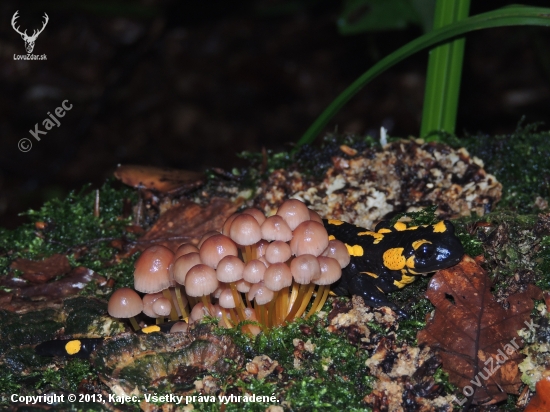 salamandra škvrnitá medzi hribami