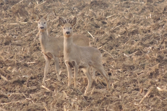 Už mu pomaličky rastú