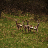 srnčekovia-to sa často nevidí