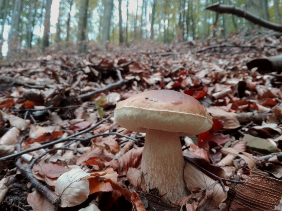 Októbrový dubáčik