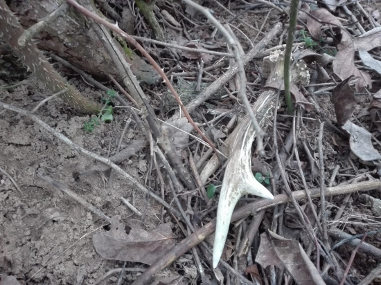 Vykúkali biele špice.