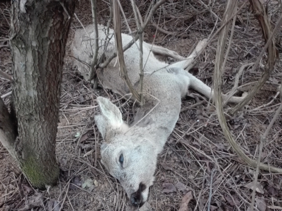 Padnutý srnček..