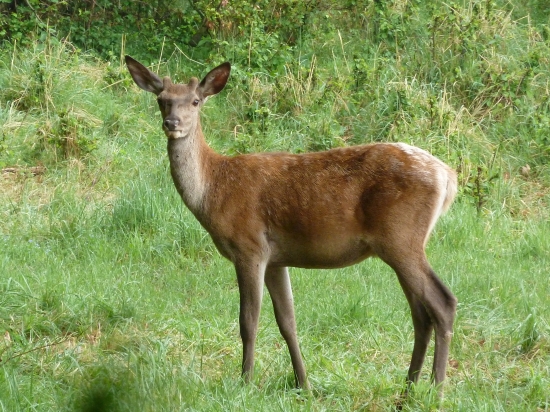 Jeleň