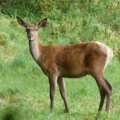 Jeleň