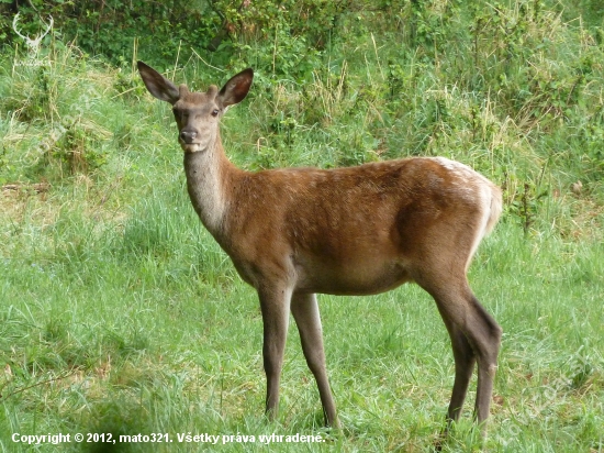 Jeleň