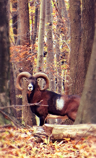 Muflón Lesný-Ovis musimon