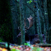 Keď sa srdce zastaví