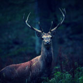 Ruja pomaly začína