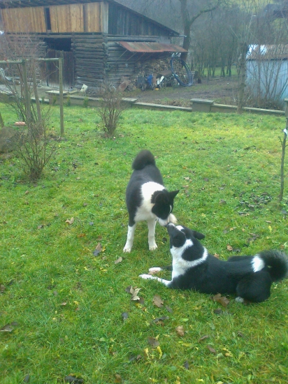 karelsky medvedi pes