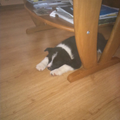 Karelsky medvedí pes