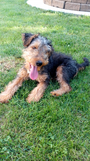 Achilles z Kľušovského chotára