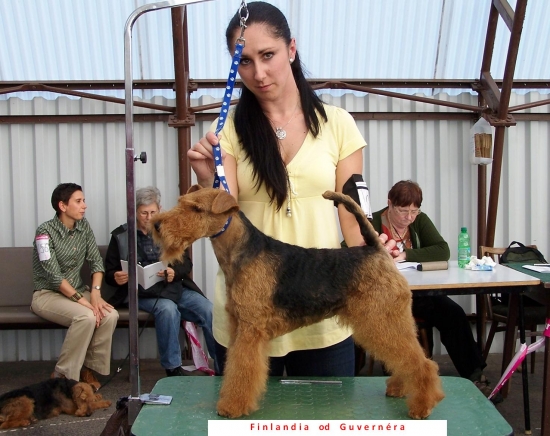 Klubová výstava KCHT 2013