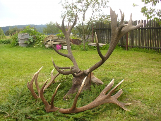 Môj kapitálny životný jeleň k 50.