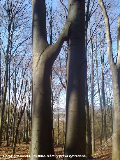 pani príroda sa pohrala :)