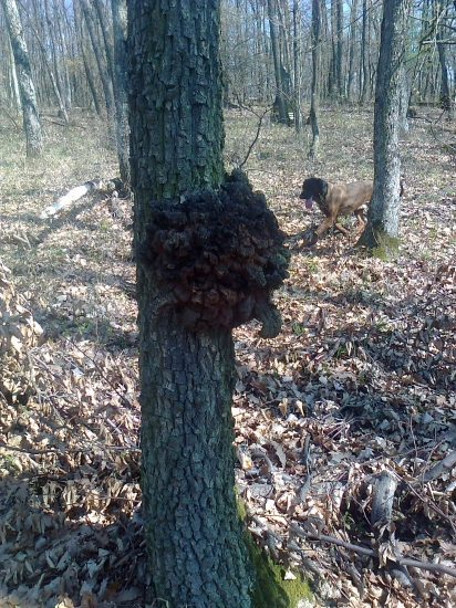 žeby korytnačka? :)