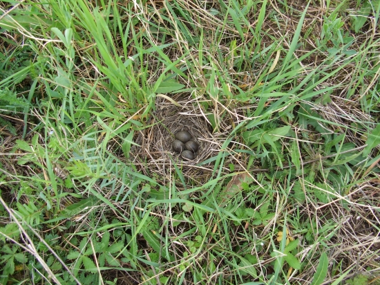 ...budúci speváci... - hniezdo škovránka