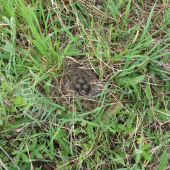 ...budúci speváci... - hniezdo škovránka