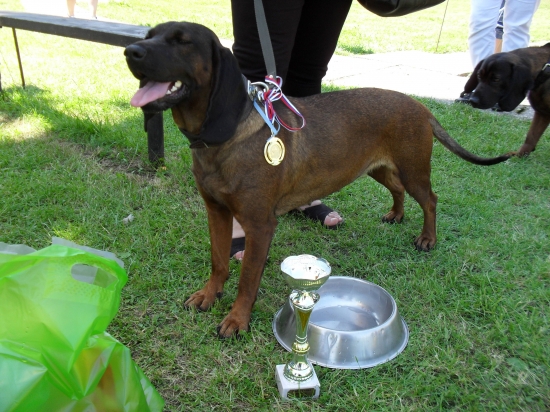 Klubová výstava farbiarov Sielnica - naša hviezda Kara Jazviny