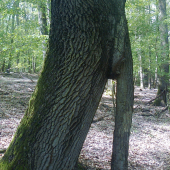 ...skoro ako popoluškina črievička... :)