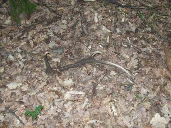 pri návrate s hríbou sa zadarilo...