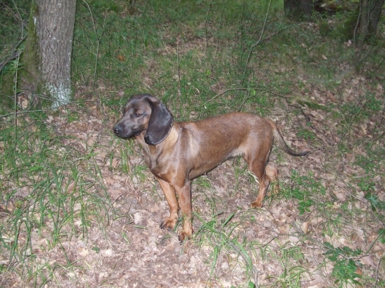 Kara Jazviny na prechádzke