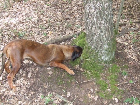 prírodné napájadlo... :)