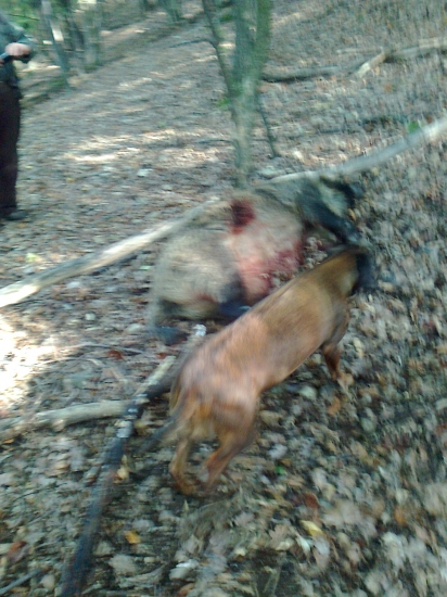 Kara Jazviny pri úspešnej dohľadávke diviaka