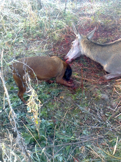 dnešná ranná dohľadávka - v hlavnej úlohe KARA JAZVINY