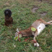 Dnešný úlovok - muflónka... za asistencie Kary Jazviny...