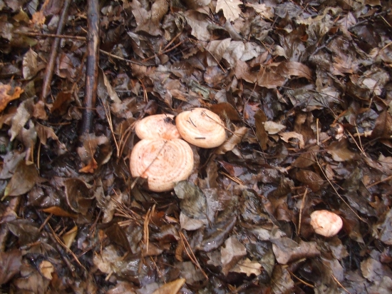 1.december a rýdziky si takto pekne rastú...