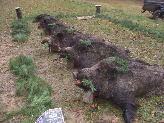 Dnešná spoločná poľovačka