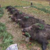 Dnešná spoločná poľovačka