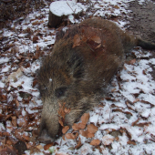 ,,Štefanský,, úlovok...