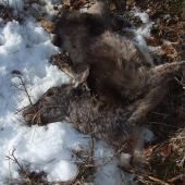 Aj takýto pohľad sa naskytne na prechádzke - danielča.