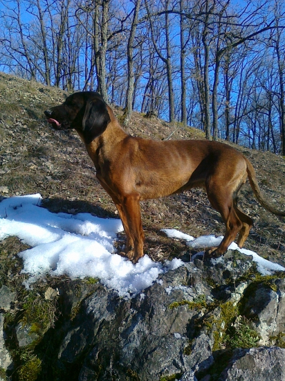 KARA JAZVINY (prechádzka/prikrmovanie)