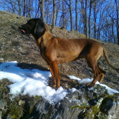 KARA JAZVINY (prechádzka/prikrmovanie)