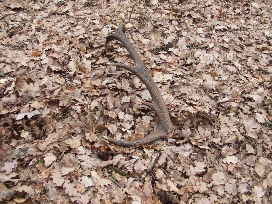 ...dnešný úlovok...