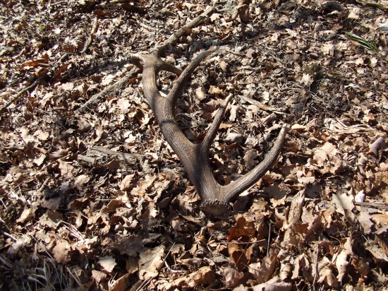 Aj keď minuloročný, ale veľmi potešil... :)