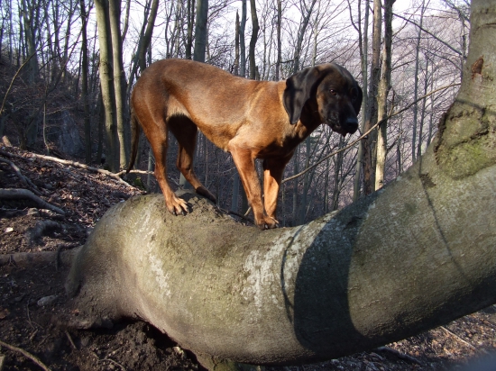 žiadna prekážka ju nezastaví :)