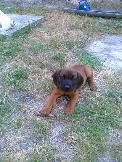 ...novy prirastok do rodiny - FLORA Z VLARSKEHO PRIESMYKU...